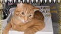 Purr-fect Year Ahead: I Love Cat Calendars 2026 Wall Calendar